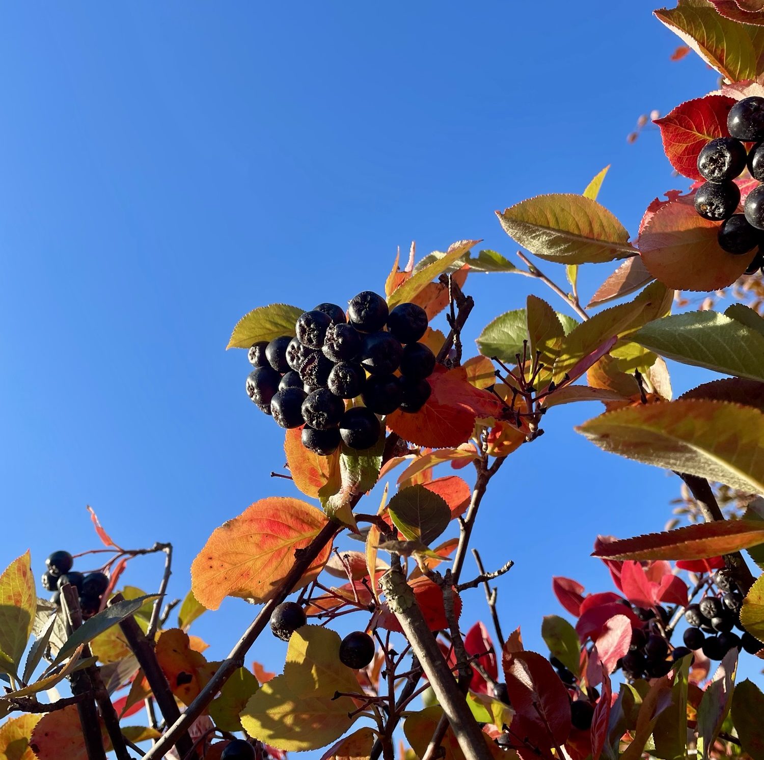 Syksyllä on aika vähentää myyrätuhoja kitkemällä